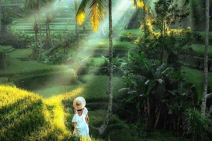 Det bedste ved Ubud Tour: Monkey Forest, Rice Terraces & Waterfall