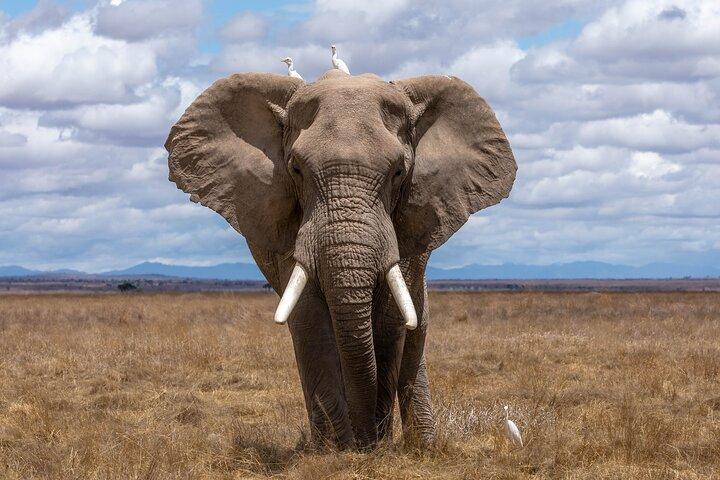 Tres días en el cráter del Ngorongoro, el lago Manyara y el Parque Nacional Taragire (unirse)