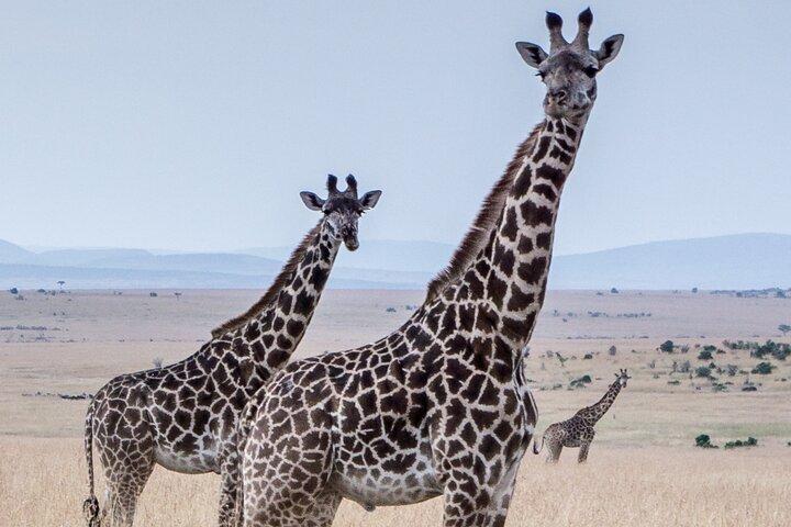 Tres días en el cráter del Ngorongoro, el lago Manyara y el Parque Nacional Taragire (unirse)