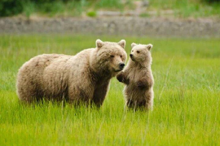 Ultimate Alaskan Adventure: Ocean Wildlife to Interior Wilderness 9 dage/8 nætter