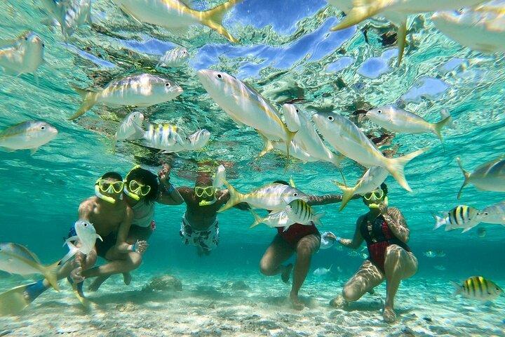 Privat tur til Paradise Island med Snorkel & Manatee Sanctuary