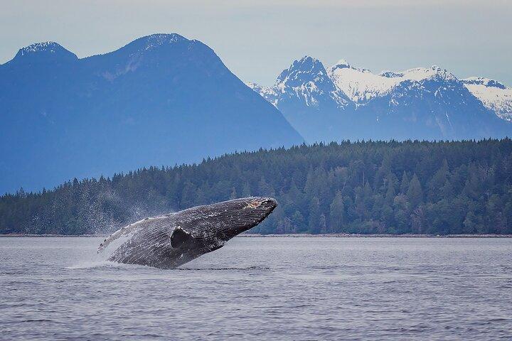 4 Hour Afternoon Whale Watching Tour