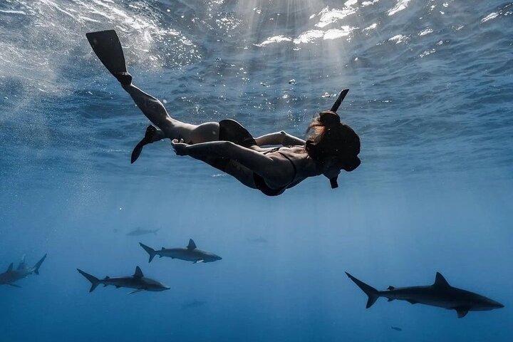 Buceo con tiburones en aguas abiertas