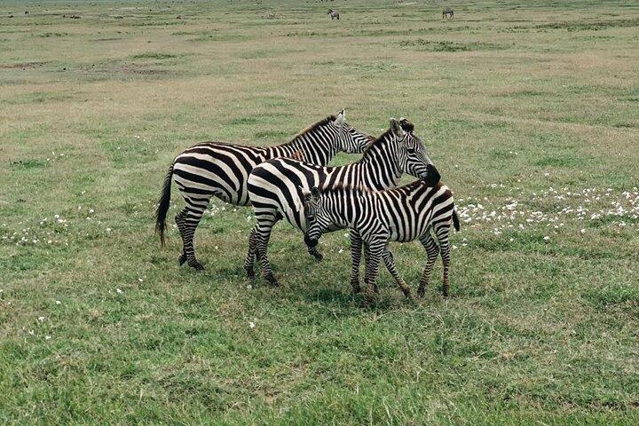3-dagars privat budgetsafari