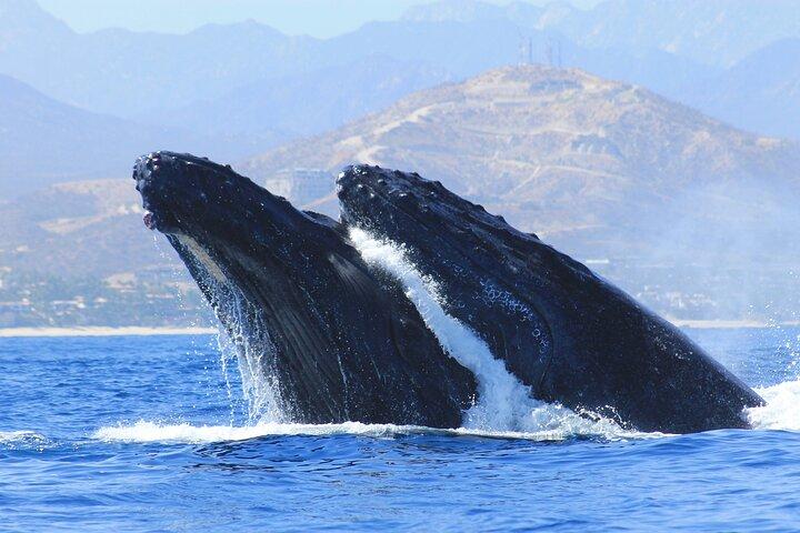 Los Cabos Whale Watching : immagini incluse / trasporto disponibile