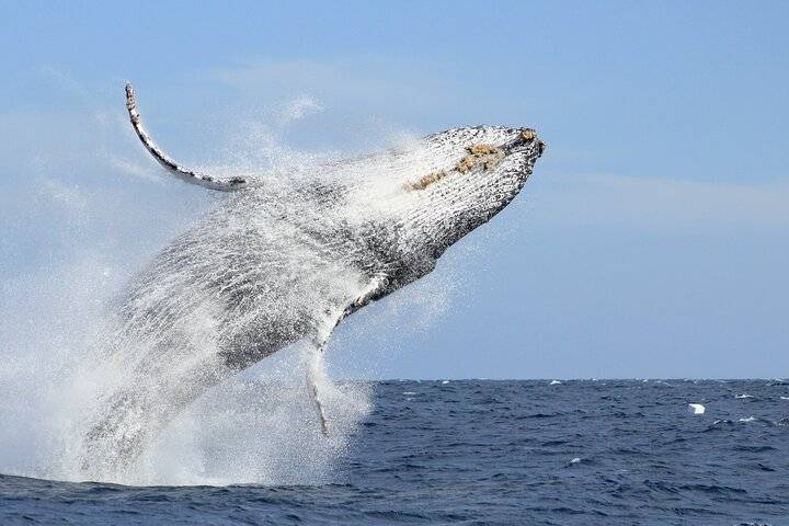 Whale Watching, San Jose del Cabo