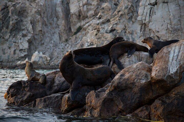 Los Cabos Whale Watching : immagini incluse / trasporto disponibile