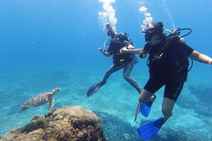 Cozumel: Descubra o mergulho