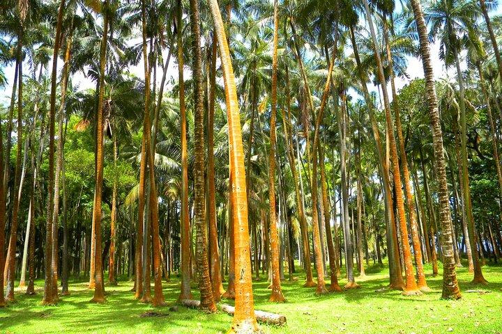 Ganztägige Tour zur Insel La Réunion mit Frühstück