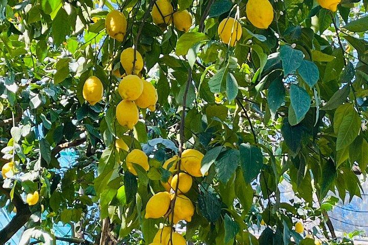Visita guiada à história e tradição do limão de Sorrento