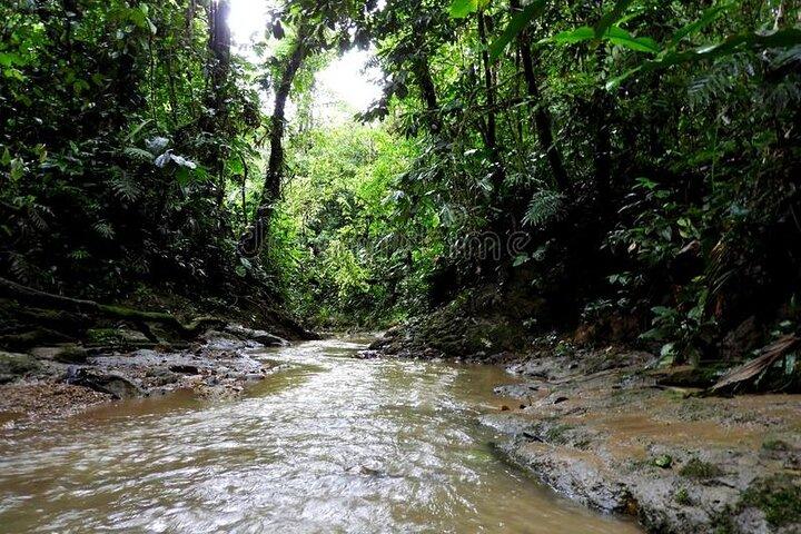 Privat tur i Amazonas jungle med et besøg i huler og frokost