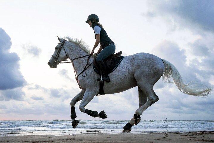 Aventuras a cavalo no mar e no deserto em Sharm El Sheikh