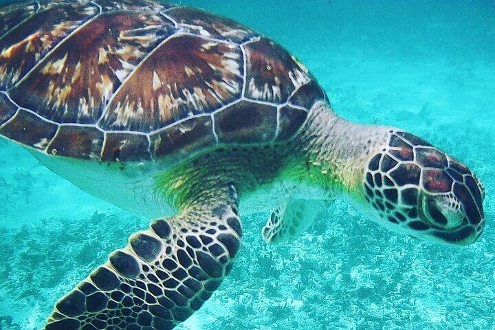 Bezoek Tulums Maya Ruïne Snorkelen met Schildpadden vanuit Cancun