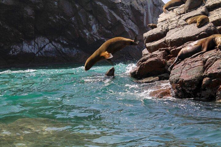 Isole Ballestas, vigneto Ica e Huacachina