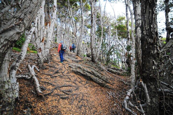 Halv-dag Lille Gruppe Tierra del Fuego National Park Tour