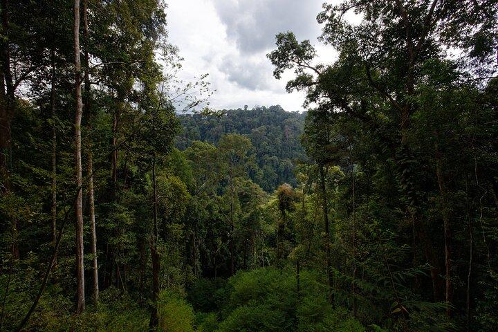 3 - Excursion d'une journée à Bukit Lawang, y compris 1 - Randonnée dans la jungle éthique