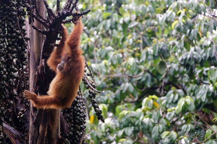 3 - Excursion d'une journée à Bukit Lawang, y compris 1 - Randonnée dans la jungle éthique