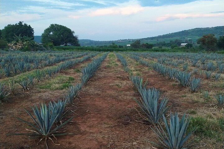 Trasferimento privato da San Miguel de Allende a Tequila con 2 ore per la visita della città