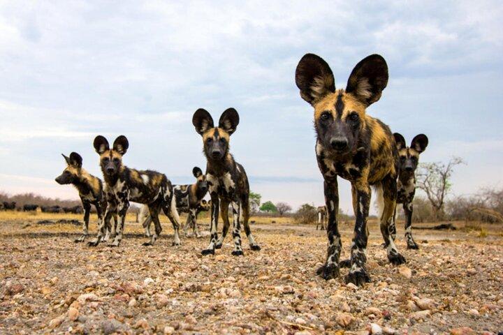 4 Days Selous Game Reserve Wildlife Encounter Safari