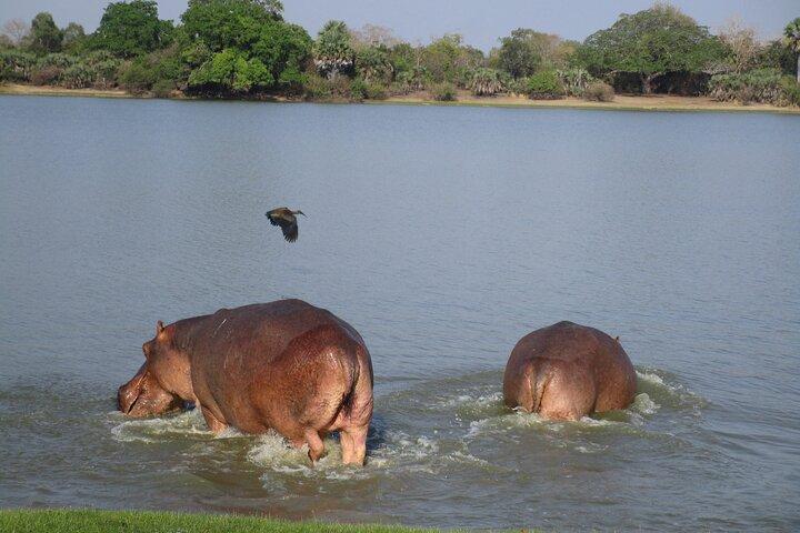 4 Days Selous Game Reserve Wildlife Encounter Safari