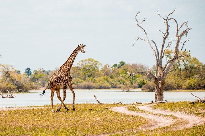 4 Days Selous Game Reserve Wildlife Encounter Safari