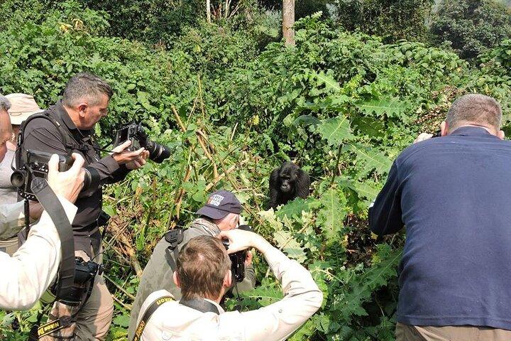 3-dages privat Gorilla-tur i Bwindi Impenetrable National Park