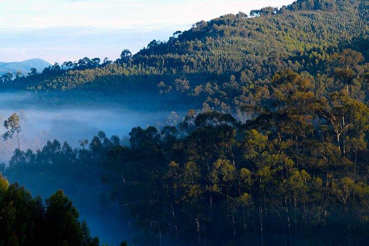 3-dages privat Gorilla-tur i Bwindi Impenetrable National Park