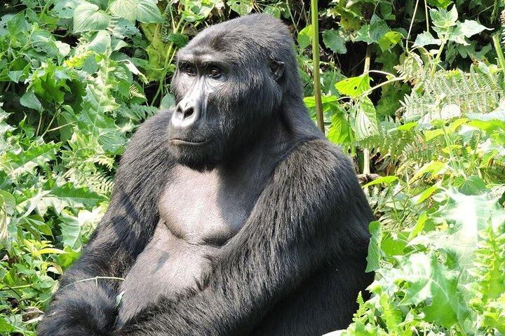 3-dages privat Gorilla-tur i Bwindi Impenetrable National Park