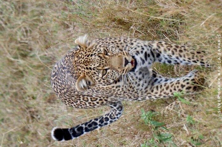 Reserva Maasai Mara de 6 dias, Lago Naivasha, Parque Nacional Amboseli