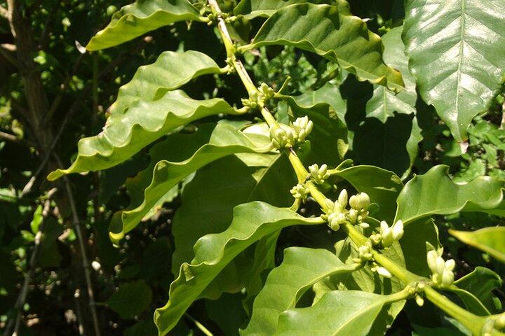Visita guiada à única fazenda de café da Europa
