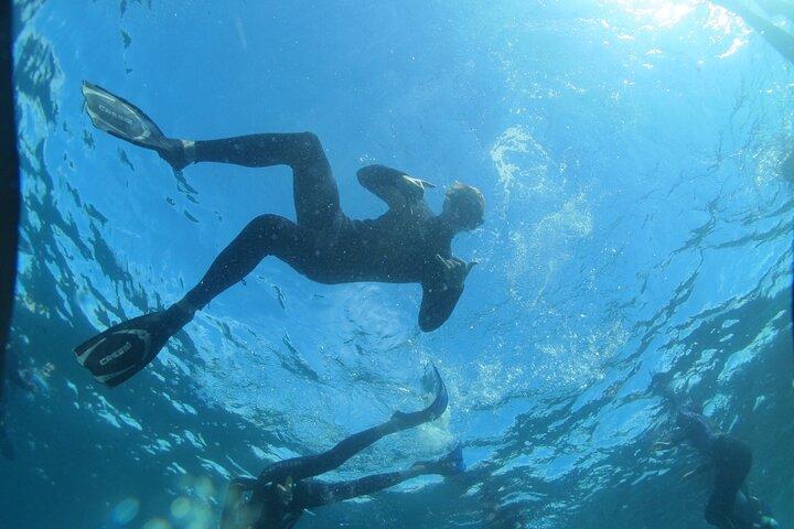 3-timers kajak- og snorkeloplevelse i Batemans Bay