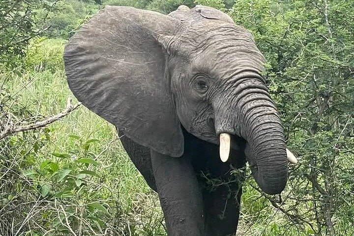5 dages privat Kidepo Valley Park Safari i Uganda