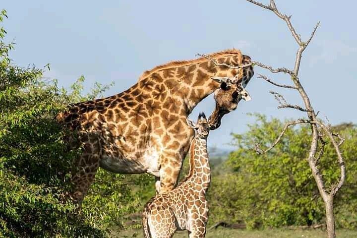 5 dages privat Kidepo Valley Park Safari i Uganda