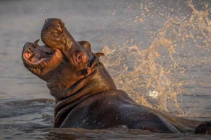 Isimangaliso Wetlands Park & Hluhluwe Imfolozi Game R 2-daagse tour vanuit Durban