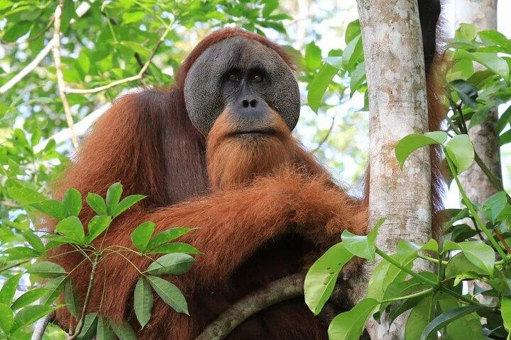 3 - DAYSジャングルトレッキング(SEE ORANG UTAN ) & ラフティング l ブキッラワン