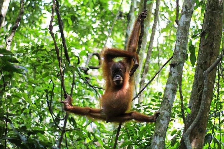 3 - DAYSジャングルトレッキング(SEE ORANG UTAN ) & ラフティング l ブキッラワン
