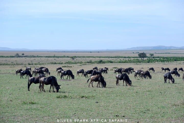 8 Days: Tsavo East National Park Amboseli, Nakuru, Maasai Mara Park