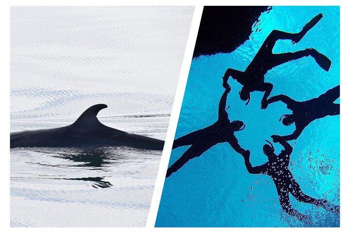 Bedst bedømte snorkling i Silfra & Whale Watching | Self-Drive fra Reykjavik