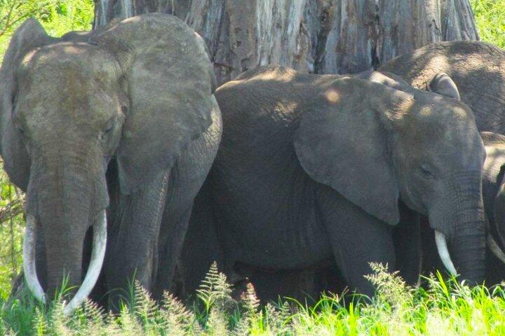 7 dages Uganda Primates and Wildlife Private Safari