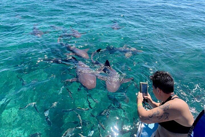 Turtle Garden Snorkeling Tour e Island Break