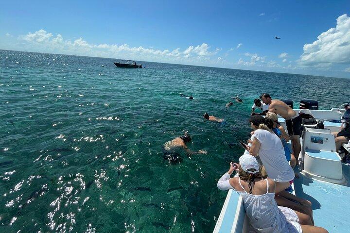 Turtle Garden Snorkeling Tour e Island Break