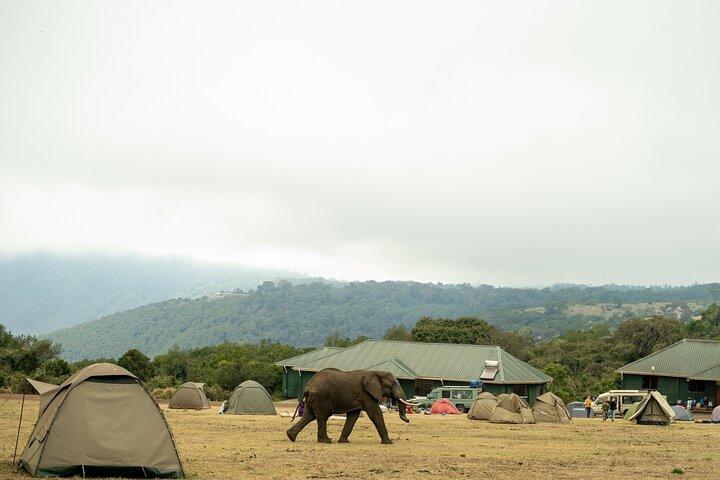 4 dage Tanzania Budget Safari