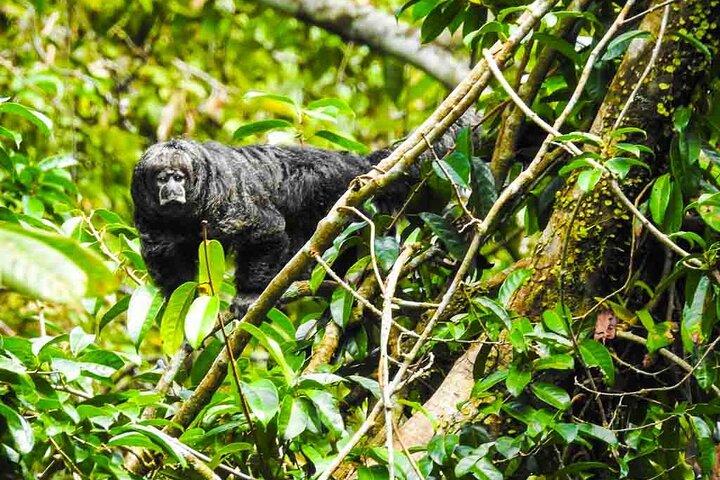 Viaje Lento de Quito a Cuyabeno Amazonas