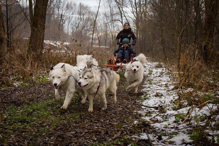 クラクフ-犬ぞりのフルライドで忘れられないアドベンチャー