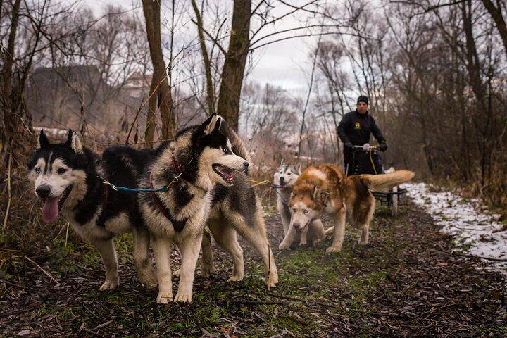 クラクフ-犬ぞりのフルライドで忘れられないアドベンチャー