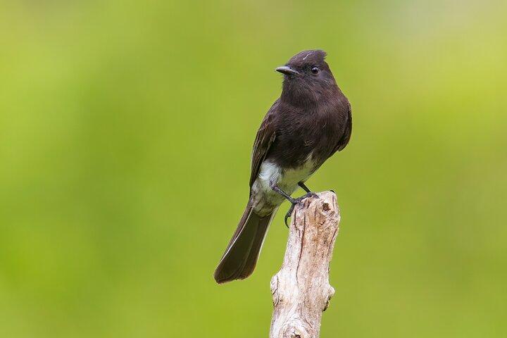 Expérience privée d'observation des oiseaux de 5 heures à San Juan La Laguna