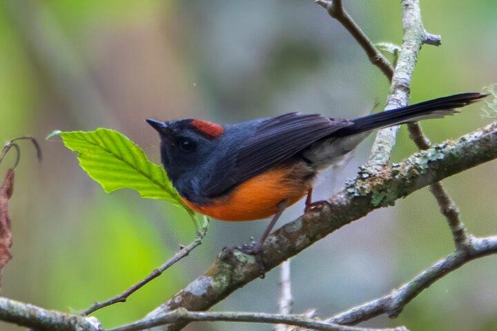 Expérience privée d'observation des oiseaux de 5 heures à San Juan La Laguna