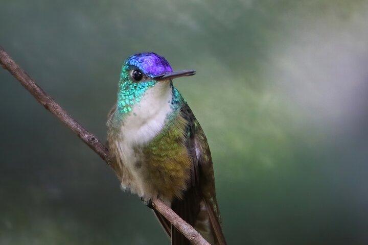 Expérience privée d'observation des oiseaux de 5 heures à San Juan La Laguna