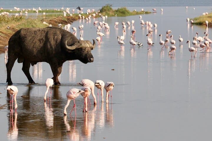 6-Days Masai Mara, Nakuru & Amboseli Group Safari on Landcruiser