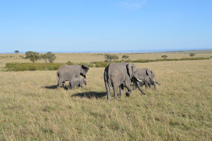 6-Days Masai Mara, Nakuru & Amboseli Group Safari on Landcruiser